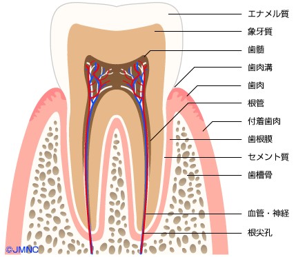 三好歯科 自由が丘 歯の内部の構造の模式図