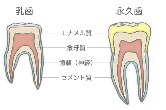 乳歯と永久歯の構造のちがいの模式図