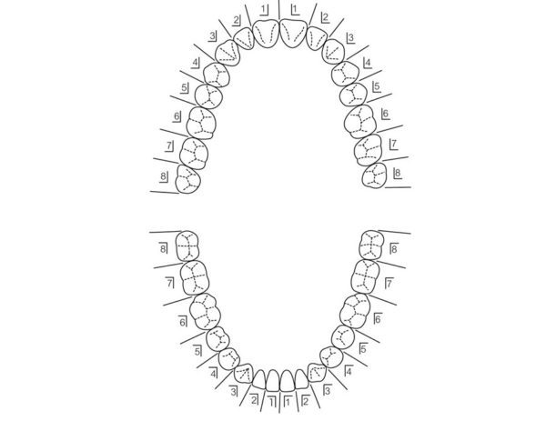 三好歯科 自由が丘の歯列の番号と図解